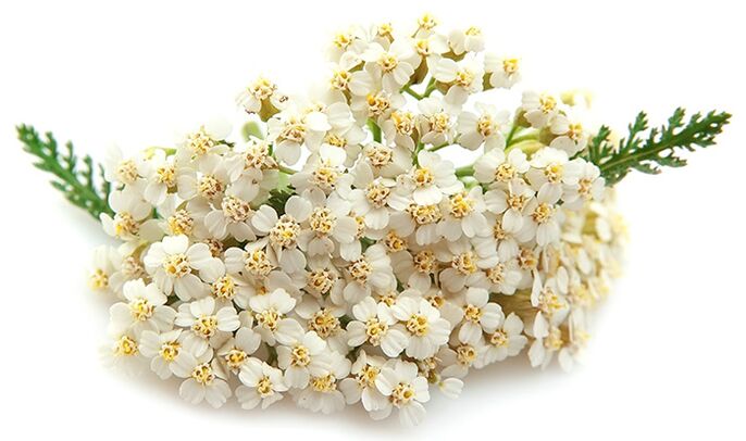 Gelarex contient mille feuilles